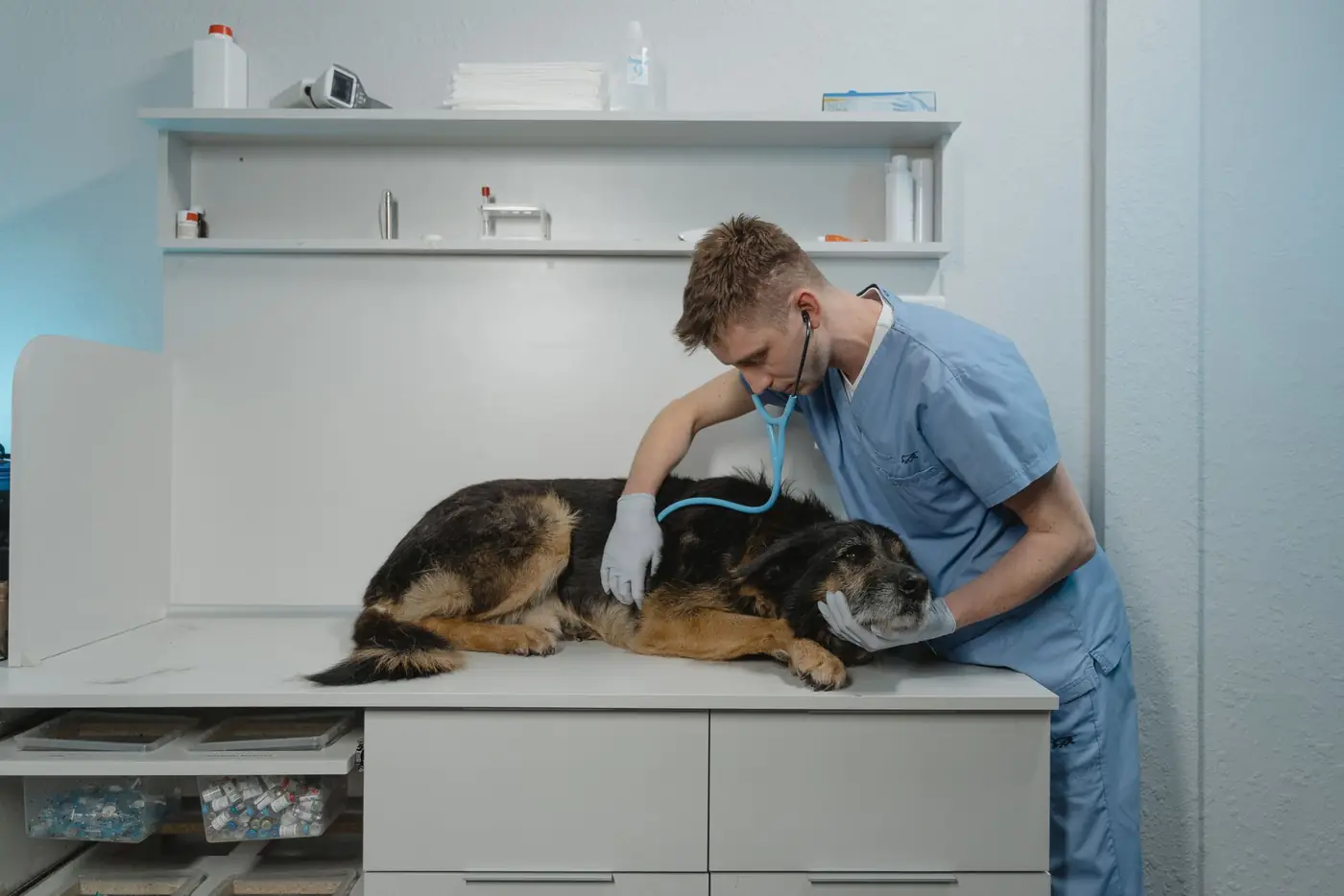 Vétérinaire qui ausculte un berger allemand