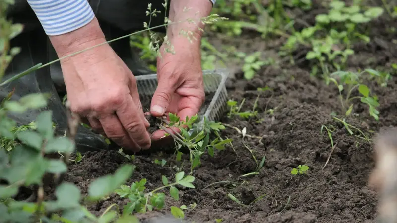 Hände pflanzen junge Pflanzen in dunkle Gartenerde