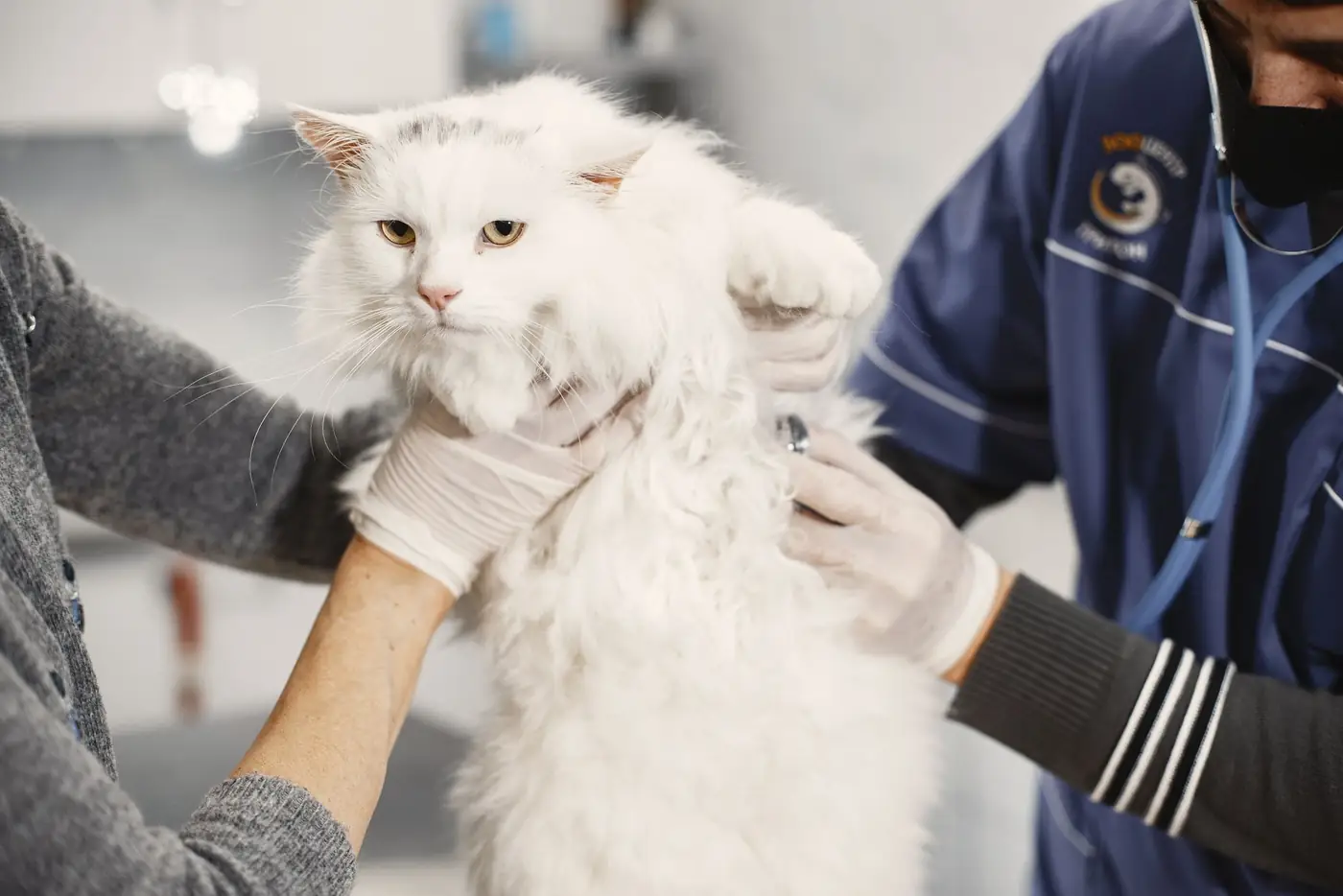 Weiße Katze wird von zwei Händen untersucht