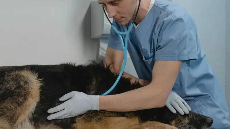 Tierarzt untersucht einen Schäferhund auf dem Behandlungstisch