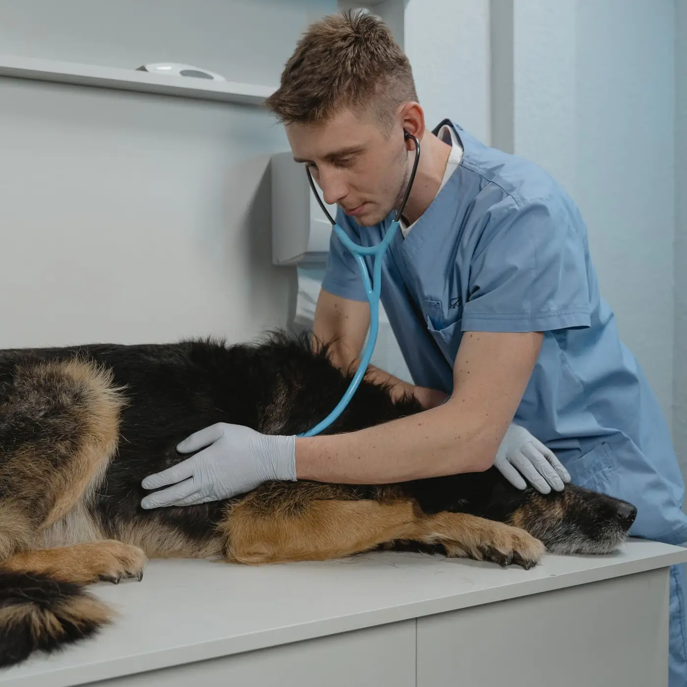 Tierarzt untersucht einen Schäferhund auf dem Behandlungstisch