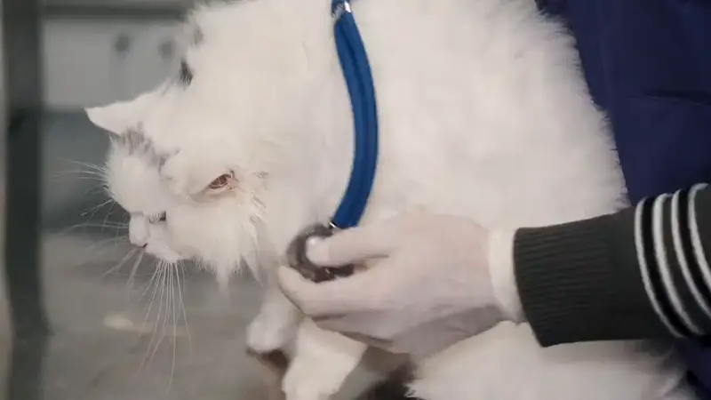 Kat wordt rustig onderzocht door de dierenarts