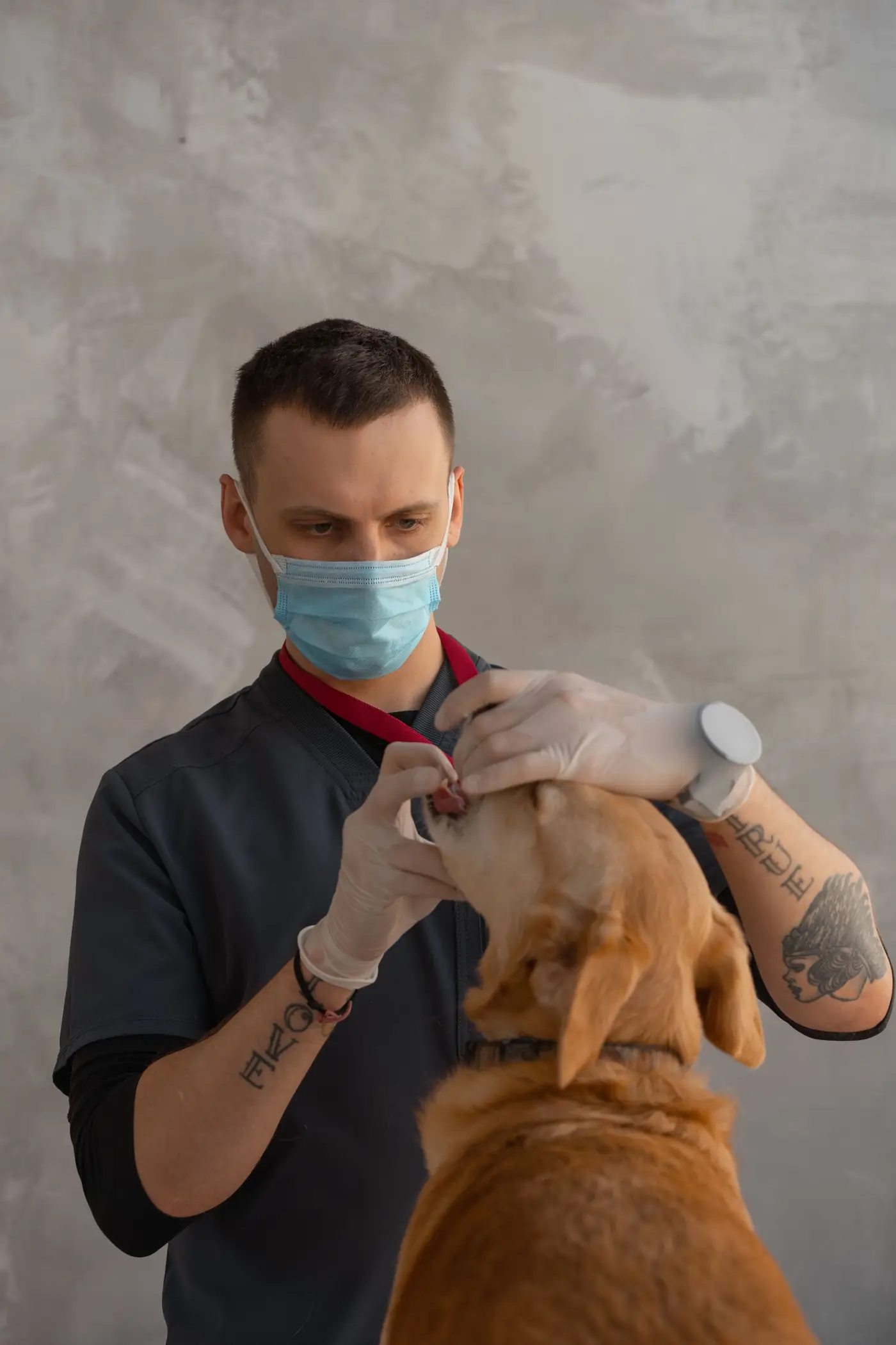 Dierenarts controleert het gebit van een hond