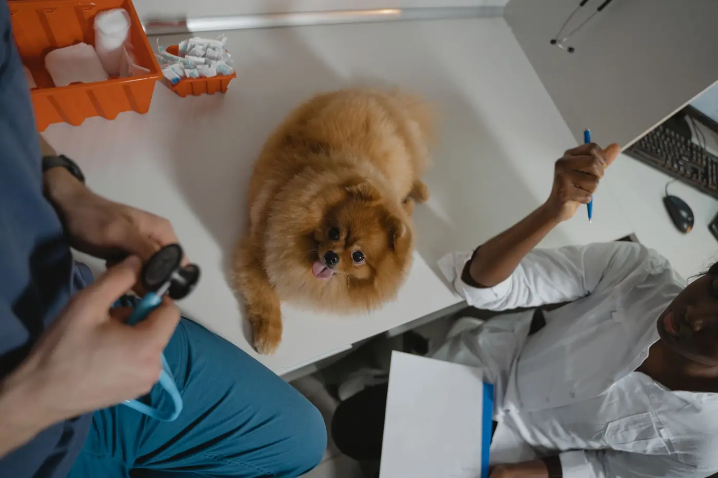 Hondje op de behandeltafel in de kliniek