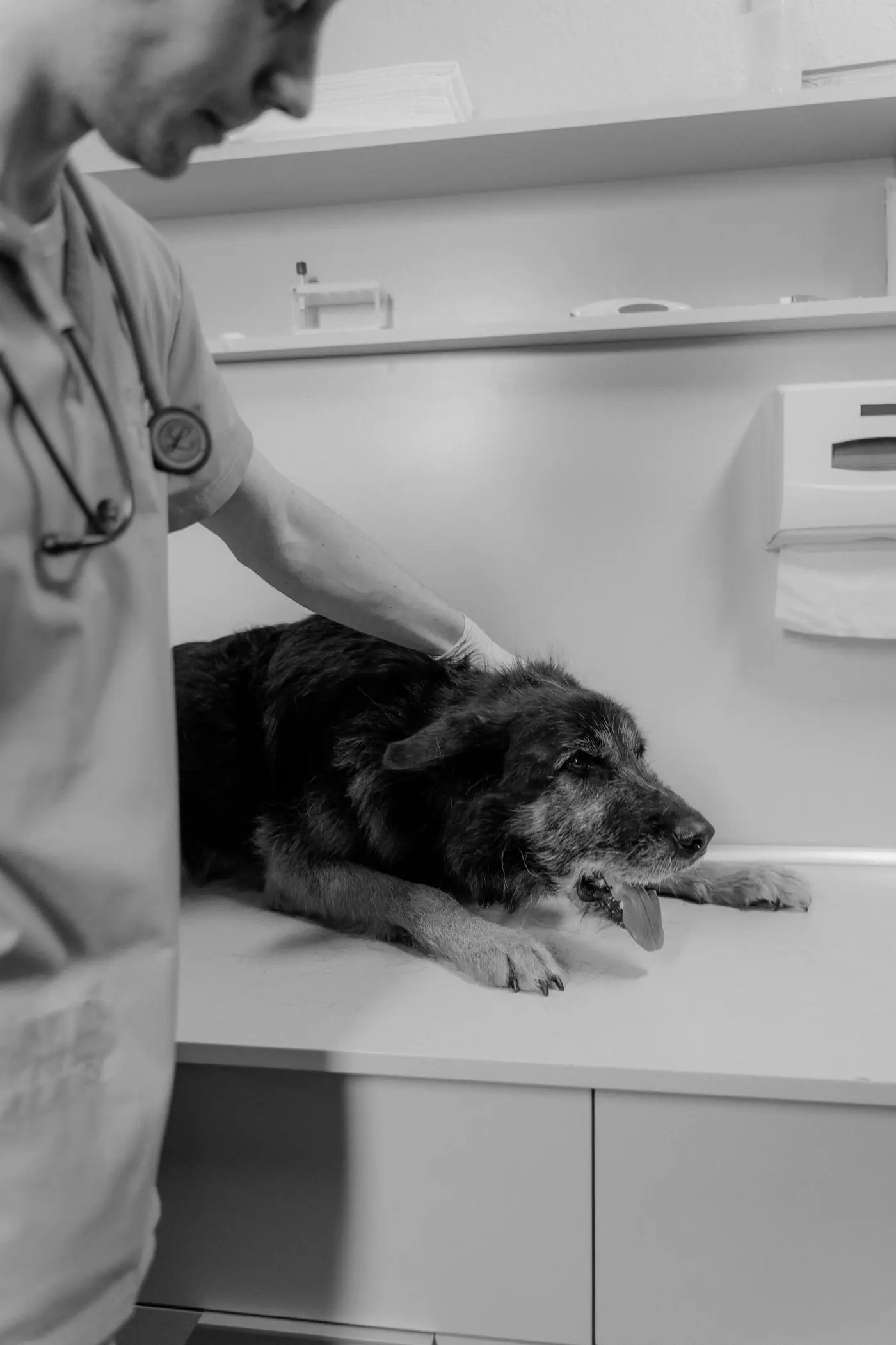 Dierenarts zorgt voor een oudere hond