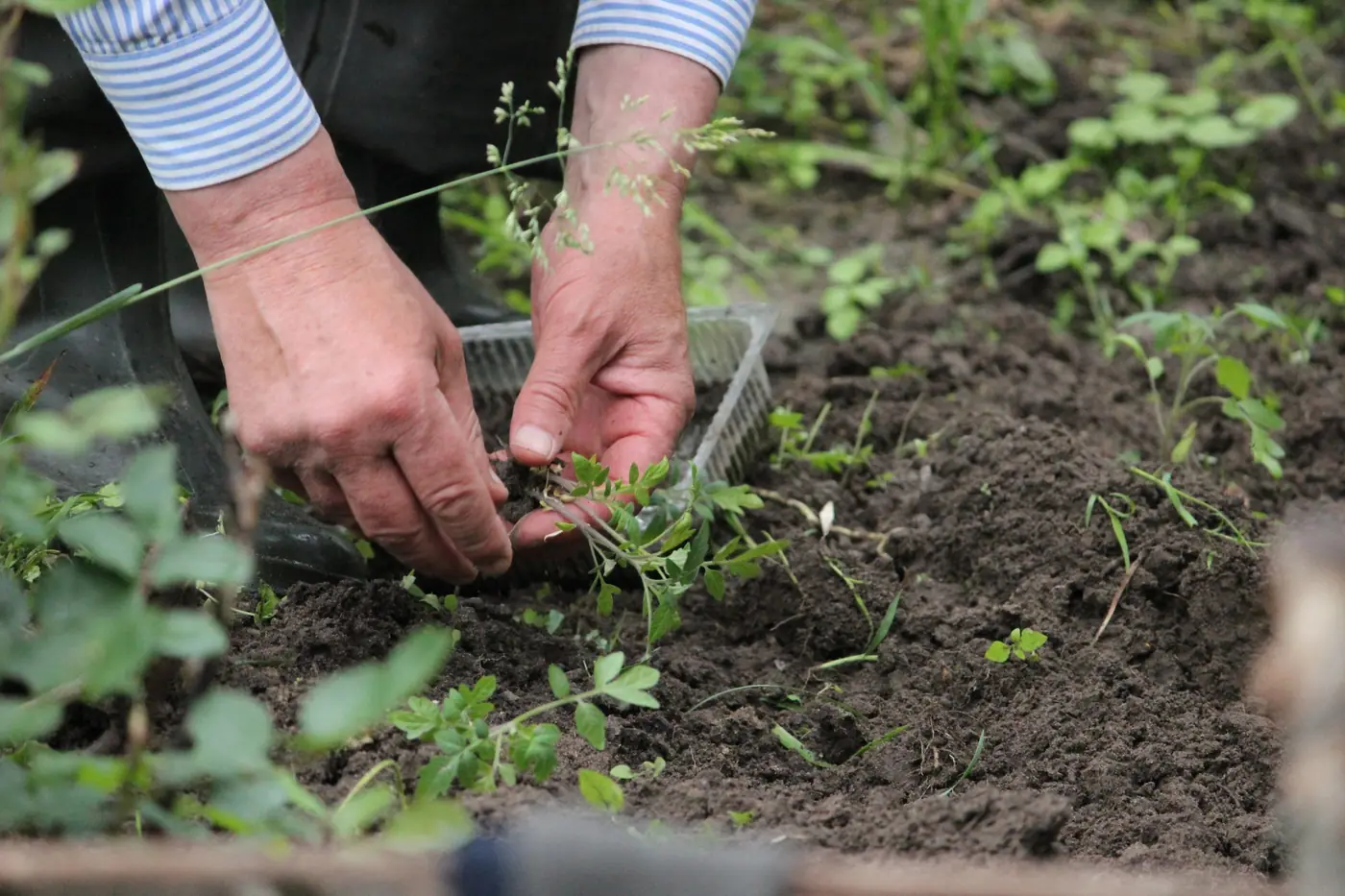 Hovenier plant jonge planten