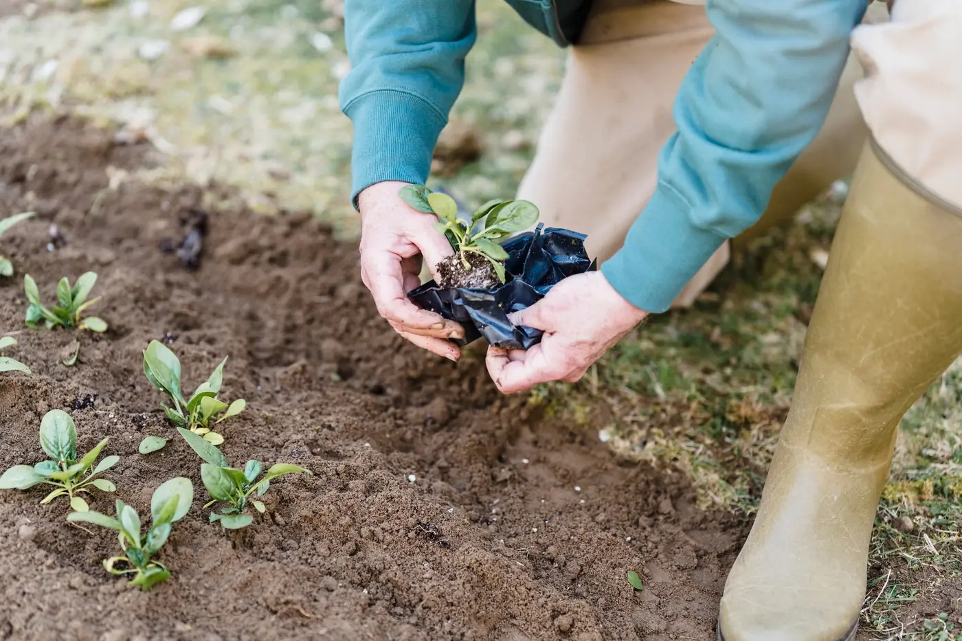 Hands pressing young plants into fresh soil