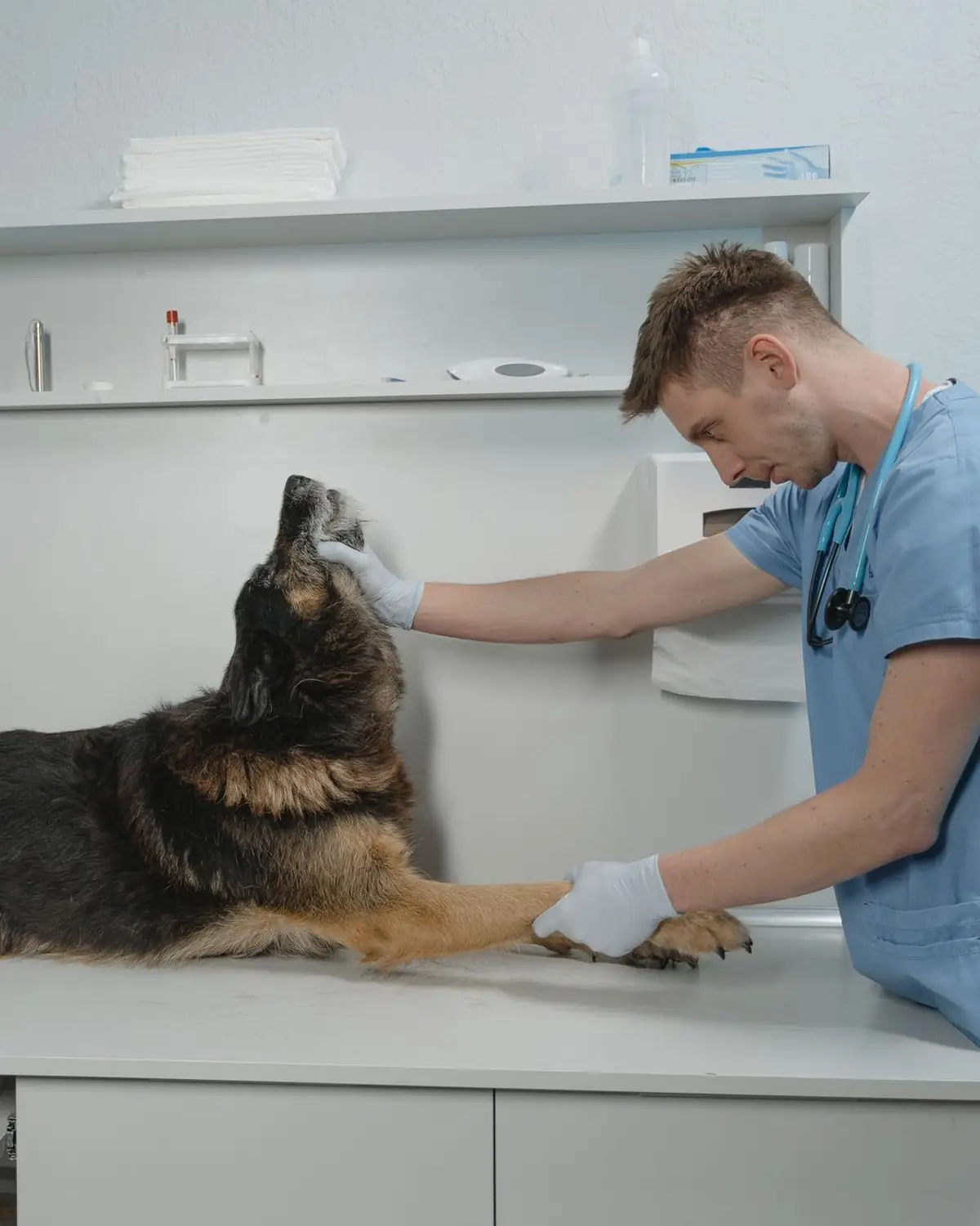 Vet in scrubs examining an Alsatian on the table