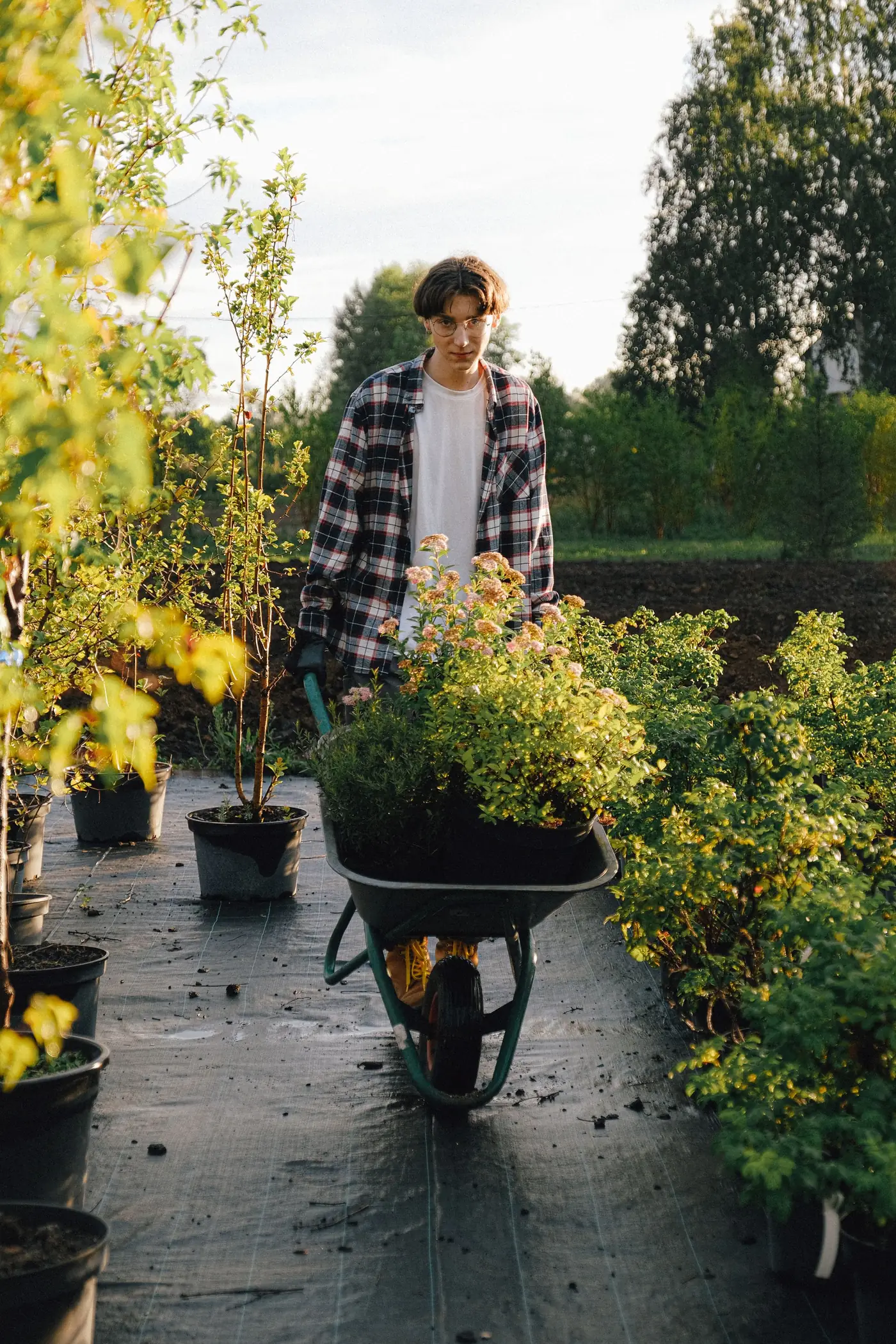 Gardener pushing a wheelbarrow between plants