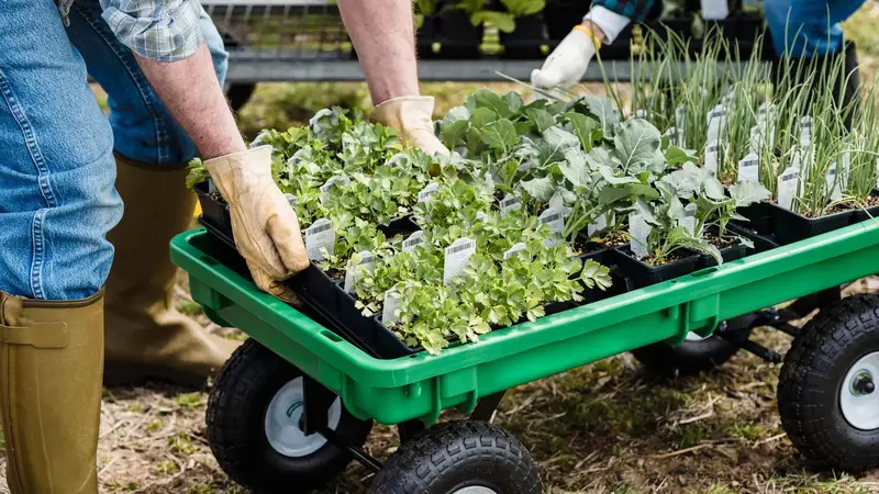 Gardeners loading plants into a green cart