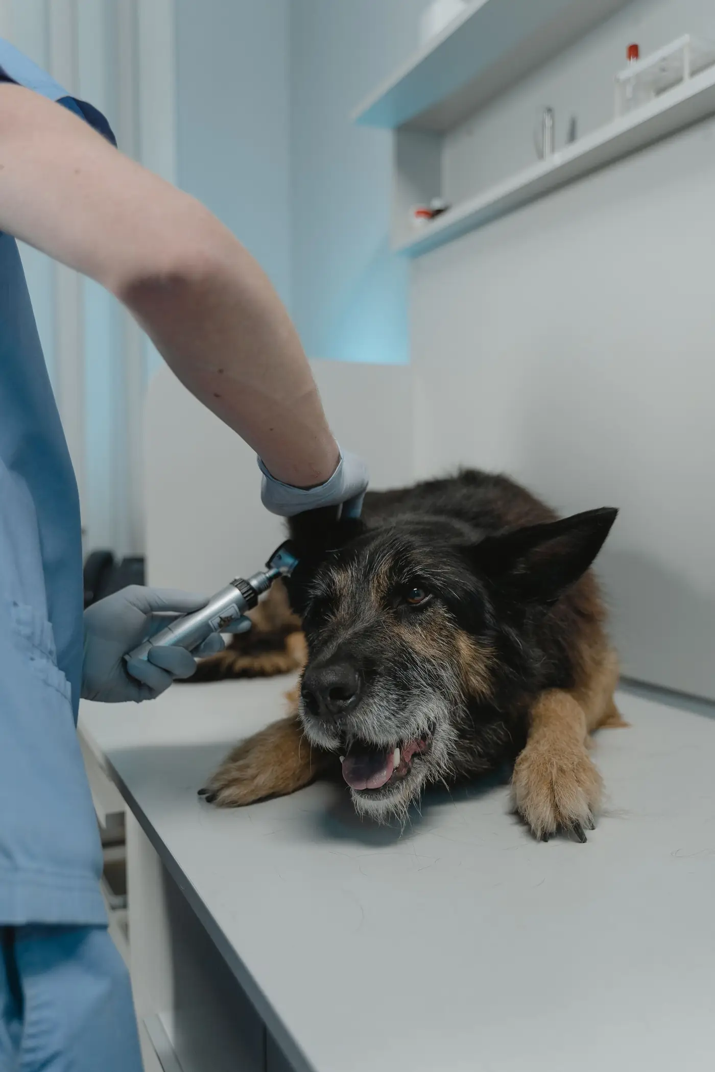 Dog lying on an examination table