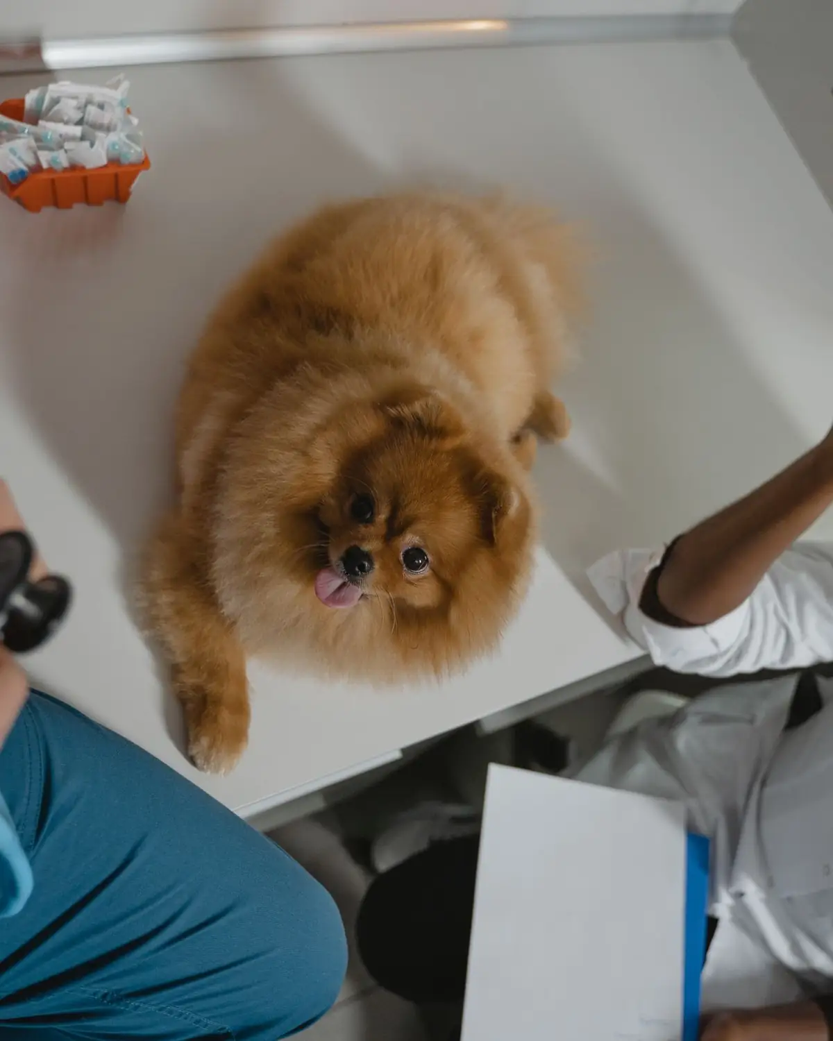 Vet checking a fluffy cat with an otoscope